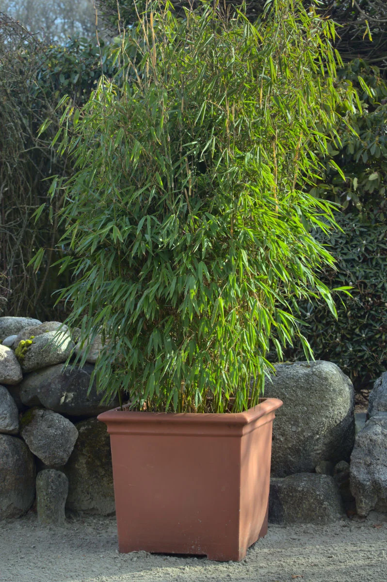 ảnh que thử thai 2 vạch, hình 49