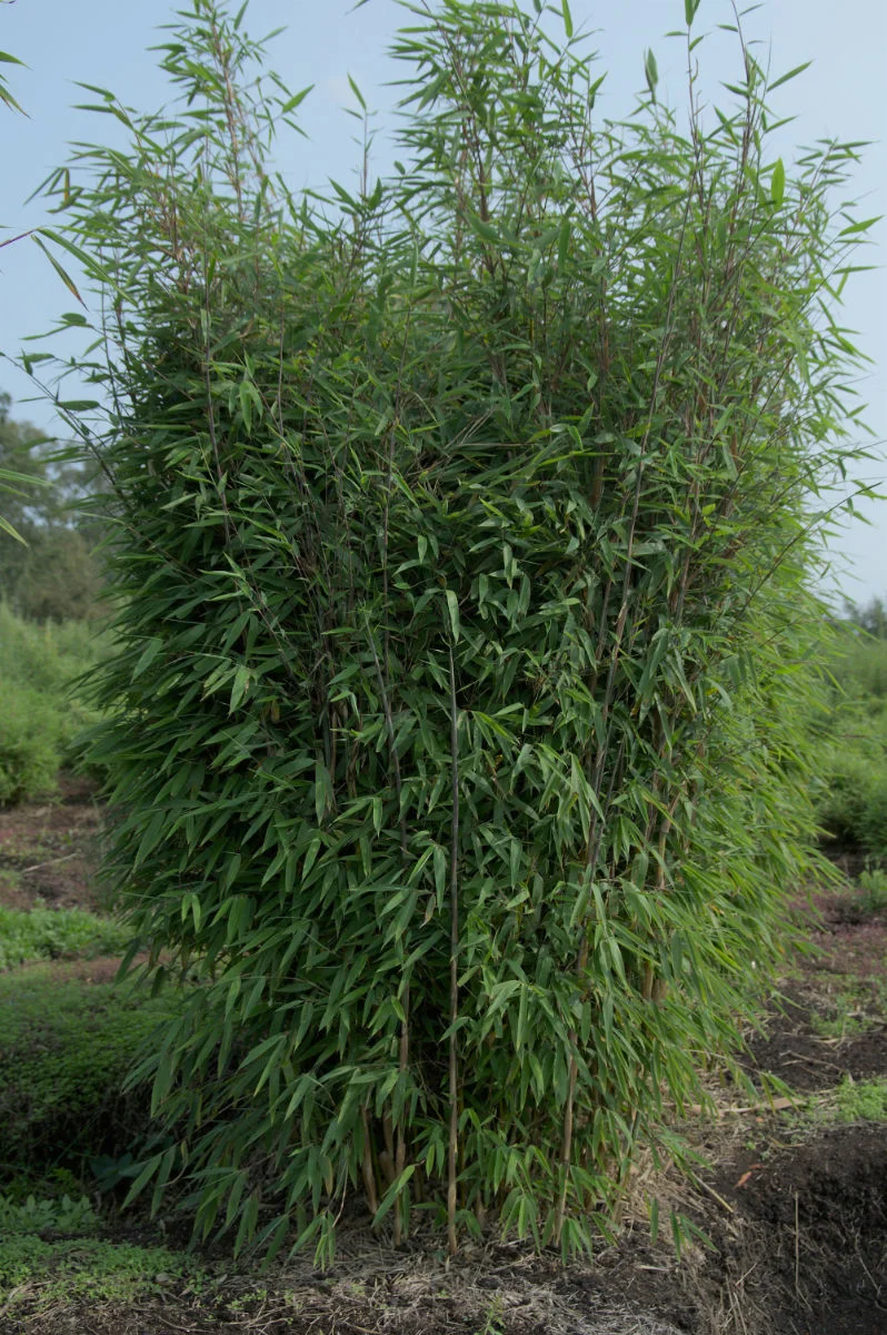 ảnh que thử thai 2 vạch — ảnh 75
