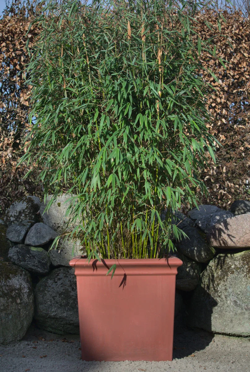 Ảnh minh hoạ ảnh que thử thai 2 vạch số 41