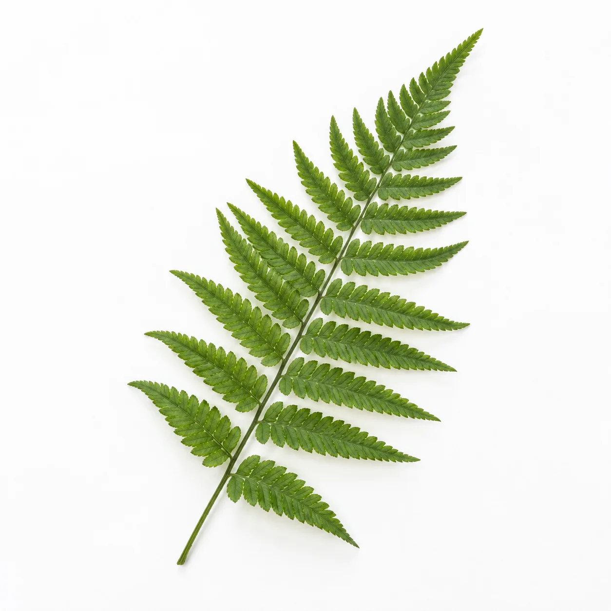 ảnh nền trắng, mẫu 27
