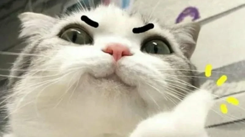 Tổng hợp 100+ meme mèo hài hước, cute, vui nhộn nhất 2024