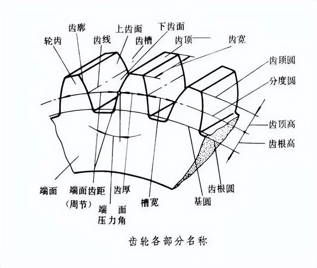 Hình nền hoa linh lan với bông trắng và lá xanh tươi