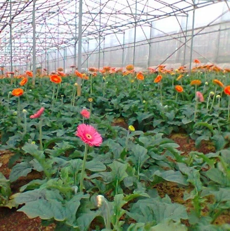 Cây hoa đồng tiền. Cung cấp giống và tư vấn kỹ thuật trồng, liên hệ ThS. Vũ Xuân Hải 0979 062 059 – Trung tâm Thực nghiệm và Đào tạo nghề
