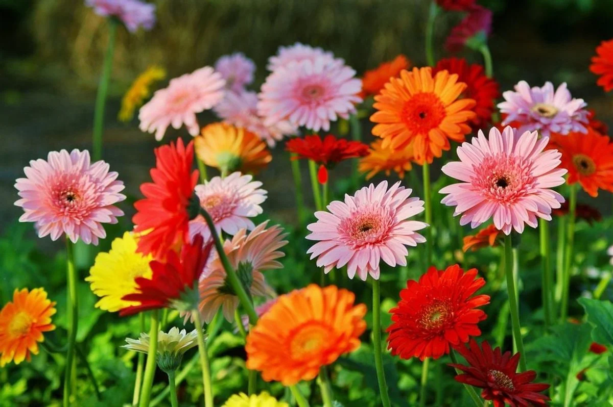 Hoa đồng tiền: Ý nghĩa và cách chăm sóc – Flosa