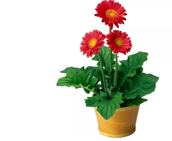 Kỹ thuật trồng hoa đồng tiền lùn trong chậu