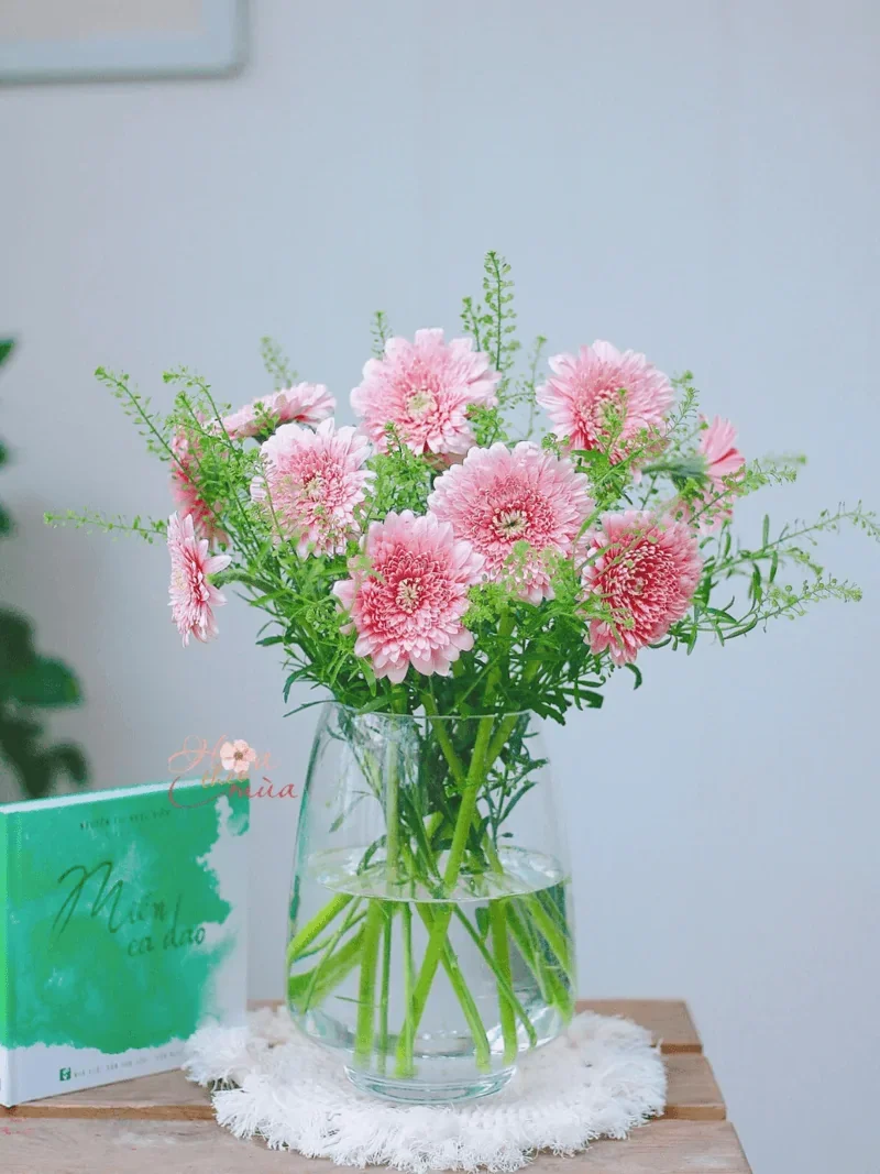 hoa đồng tiền (3)