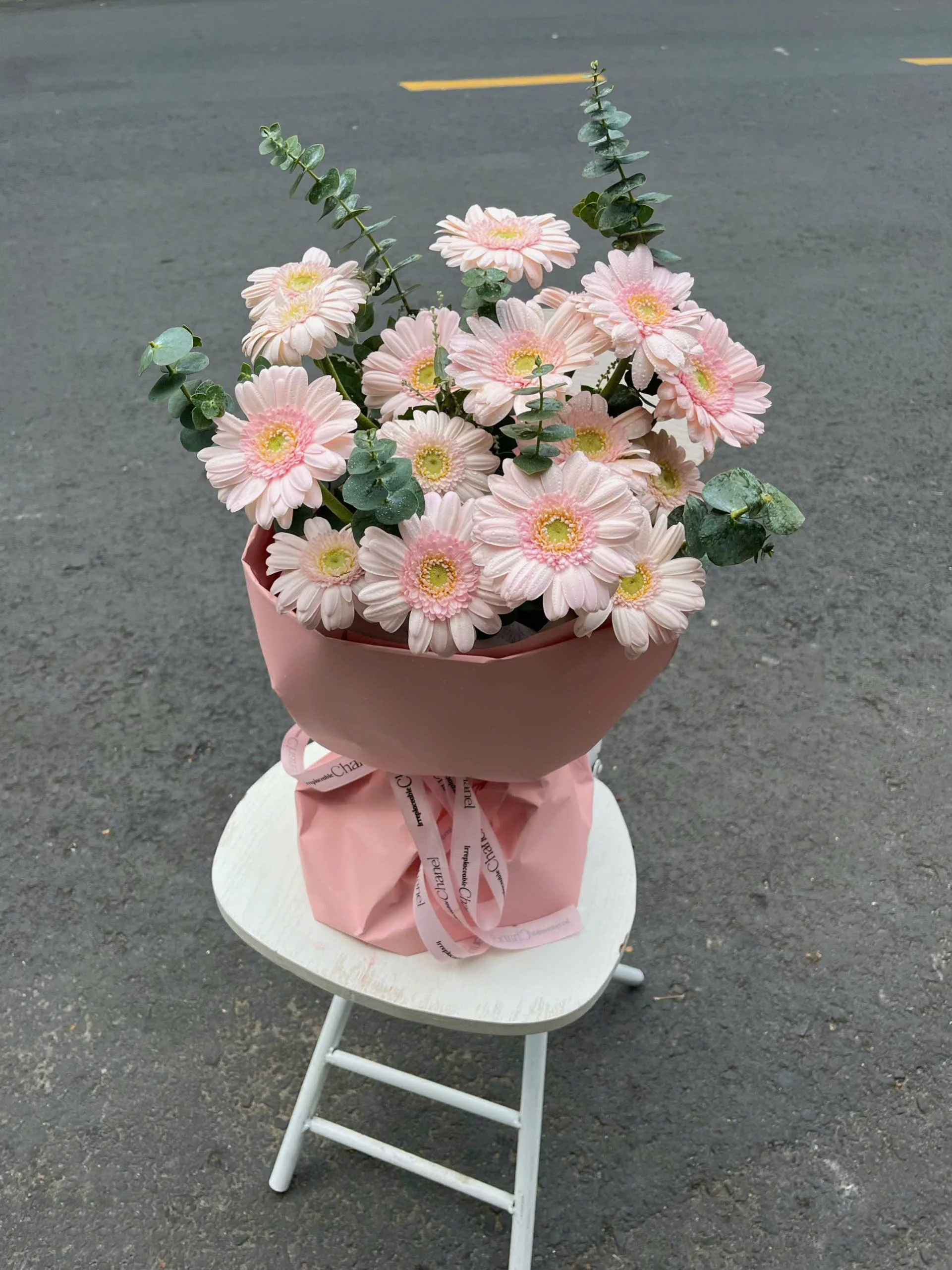 Bó hoa đồng tiền màu hồng trong chậu