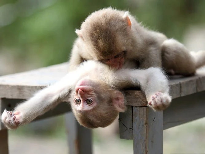 hai con khỉ đang đùa nghịch trên ghế gỗ