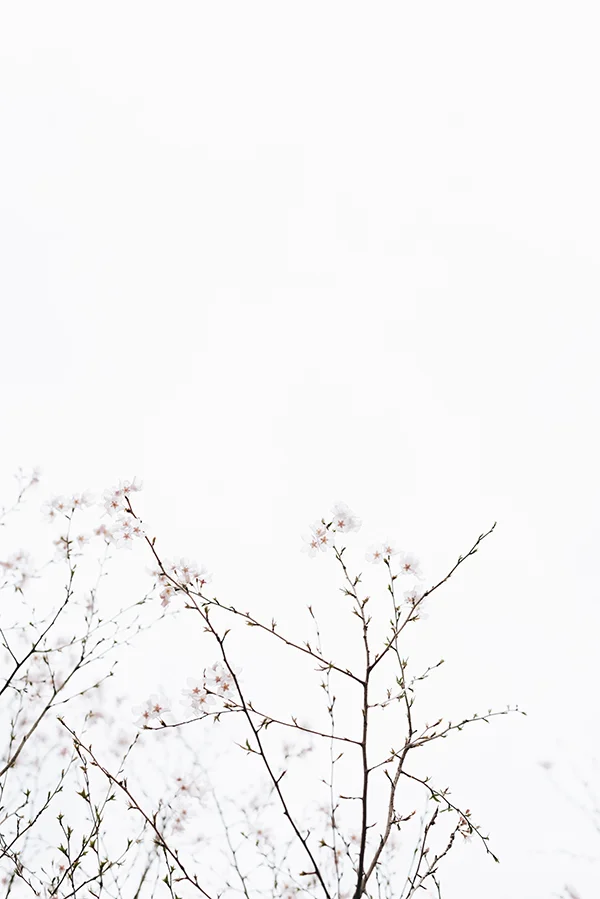 40+ Hình nền trắng đẹp, background, wallpaper trắng cho máy tính, điện