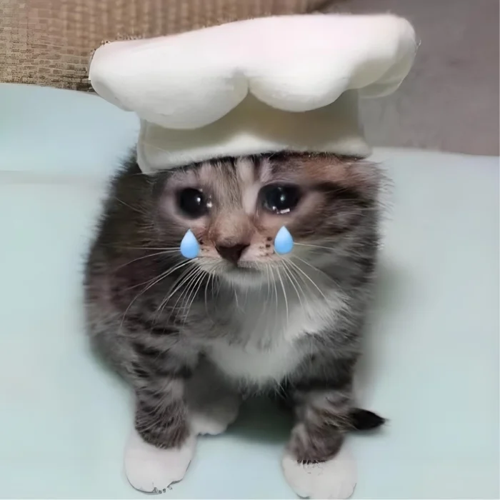 Meme mèo buồn dễ thương để chia sẻ
