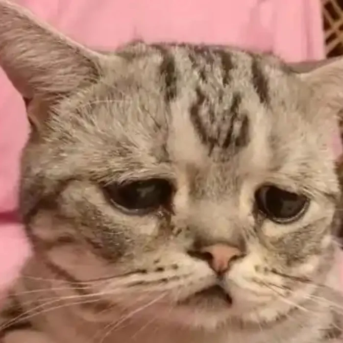 Ảnh meme mèo buồn làm bạn cười