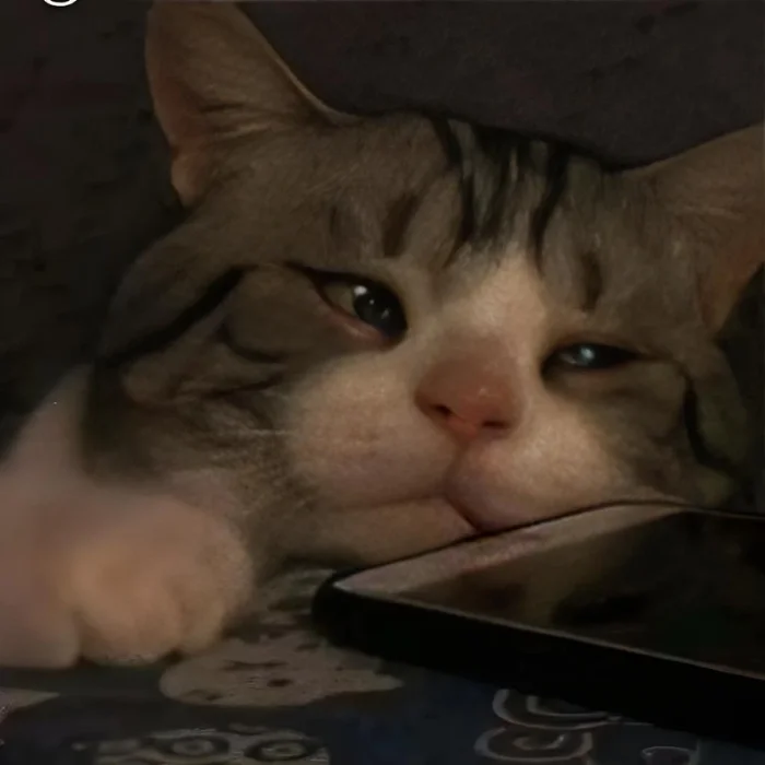 Meme mèo buồn với ánh mắt thẫn thờ