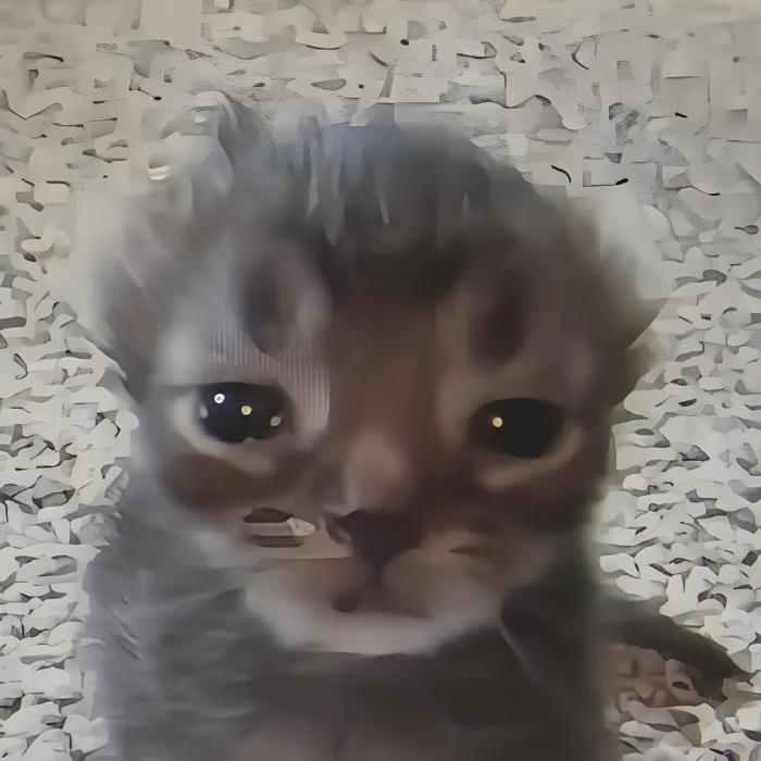 Ảnh meme mèo buồn cười nhất