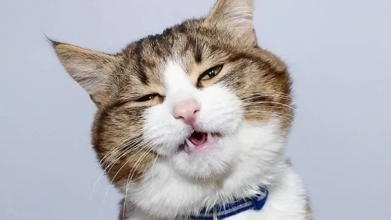 Meme ảnh mèo bựa sẽ mang đến những tình huống hài hước khiến bạn không thể nhịn cười