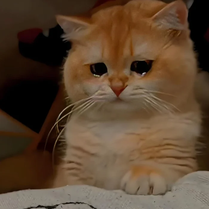 Hình meme mèo buồn ngộ nghĩnh
