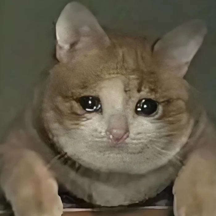 Hình ảnh meme mèo buồn siêu dễ thương