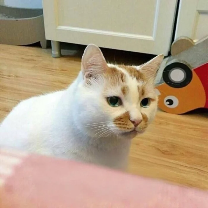 cute meme biểu cảm