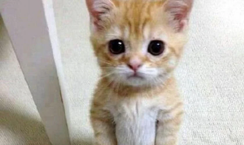 Mèo con màu vàng cute nhìn thẳng